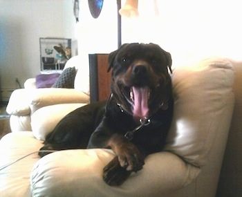Vista frontale - Un enorme cane Rottweiler nero con marrone è sdraiato su un divano sul braccio. La sua bocca è aperta, la sua grande lingua è fuori e sembra che sorrida.