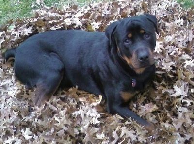 Rottweiler berwarna hitam dan cokelat sedang terbaring di atas timbunan daun-daun coklat yang jatuh sambil menoleh. Kepalanya condong ke kiri.