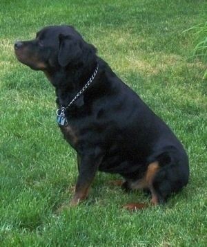 O lado esquerdo de um Rottweiler preto e castanho que está sentado na grama e olhando para a esquerda. Ele está usando um colar de corrente de estrangulamento.