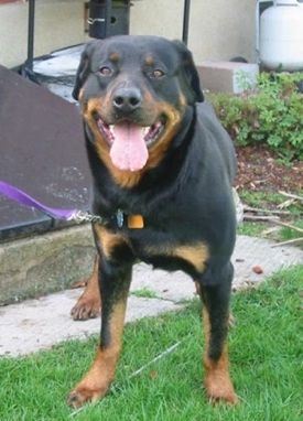 Вид спереди - черный с коричневым окрасом собака крупной породы ротвейлер стоит на улице в траве и смотрит вперед. Его рот открыт, его язык высунут, и похоже, что он улыбается.