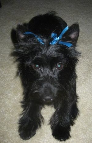 Отблизо - Черно кученце Скорки лежи върху загарен килим и гледа с нетърпение. Има две сини панделки в косата между ушите.