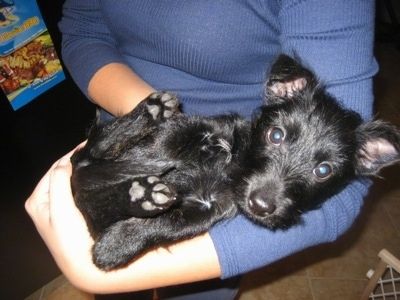 Siyah bir Scorkie köpek yavrusu mavi kazaklı bir kişinin koluna göbek uzanıyor.