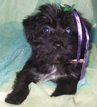 Primo piano - Un cucciolo di Scorkie nero con bianco è sdraiato su una coperta, ha un nastro viola e verde tra i capelli e c