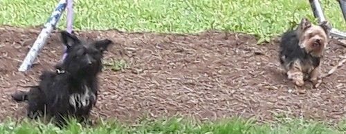 Ein langhaariger kleiner schwarzer Hund mit frechen Ohren und weiß auf der Brust, der draußen auf einem Garten sitzt und neben dem ein brauner und schwarzer Yorkie-Hund trabt.