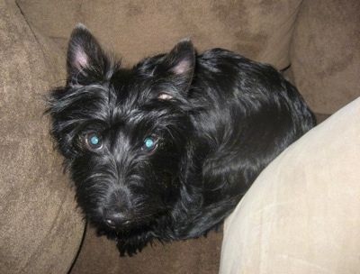 Pogled od zgoraj navzdol na sijoče prevlečeno, srednjelasega črnega psa Scorkie, ki sedi na kavču in gleda navzgor. Ima ušesa perk, oči pa se svetijo zeleno.