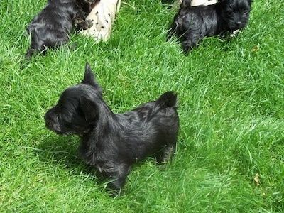 Sijaj prevlečen, črn psiček Scorkie stoji v travi in ​​gleda v levo. Za njim stojijo še drugi mladički Scorkie.