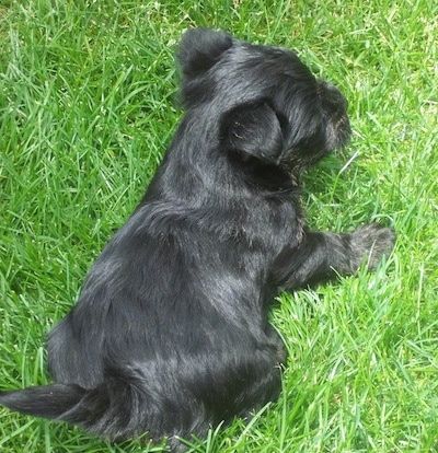 Belakang seekor anak anjing Scorkie berwarna hitam sedang berbaring di rumput hijau.