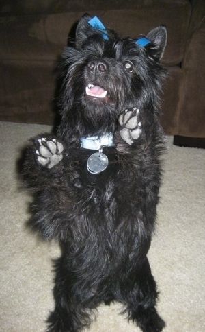 Siyah bir Scorkie köpek yavrusu, arka ayakları üzerinde bronz bir halı üzerinde duruyor ve ön pençeleri havada gri pedler görünüyor. Ağzı açık ve kulaklarının arasında başında mavi bir kurdele var.