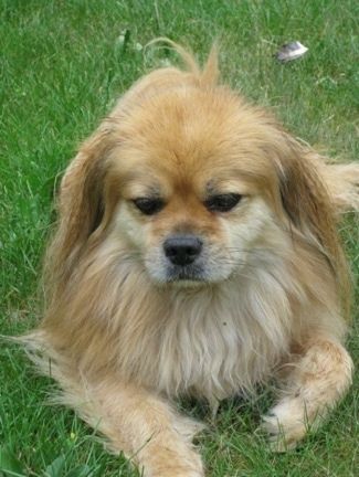 Nhìn từ trên xuống của một làn da rám nắng với chú chó Spaniel Tây Tạng màu trắng đang nằm trên cỏ và nó đang nhìn về phía trước. Con chó có một bộ lông dài với lông dài hơn ở tai và đuôi.