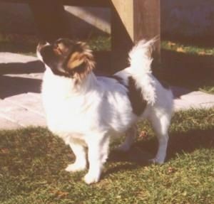 Venstre profil - En brun med sort tibetansk spanielhund, der poserer udenfor i græsset, og den ser til venstre. Den bløde hale krøller sig op over ryggen og puster ud i et lysere hår.