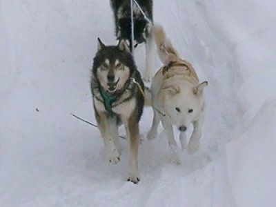 दो अलास्कन हकीस एक बर्फ के रास्ते से एक स्लेज खींच रहे हैं