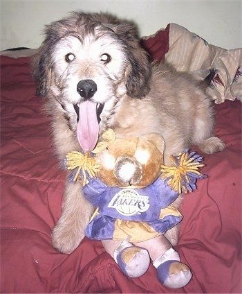Ένα μαύρισμα με λευκό Aussiedoodle Puppy, με το στόμα ανοιχτό και τη γλώσσα του έξω, ξαπλώνει σε ένα κρεβάτι με ένα βελούδινο παιχνίδι αρκούδας μαζορέτας.