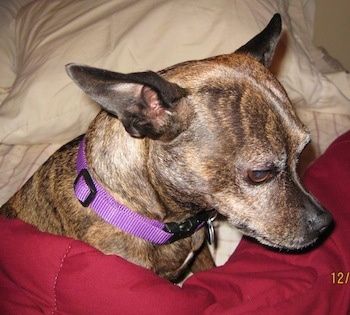 Iš arti - Roxie the Bospin, gulinti ant lovos po įdegio ir raudonos spalvos antklode