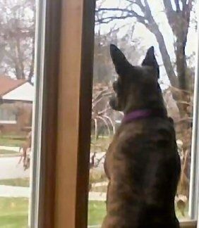 Roxie the Bospin melihat ke luar tingkap