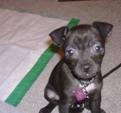 Mažas juodas šuniukas didelėmis apvaliomis tamsiai rudomis akimis ir juoda nosimi, sėdintis ant kilimo priešais žalią ir baltą šlapintis. Šunų ausys atlenkiamos viršūnių pavidalu.