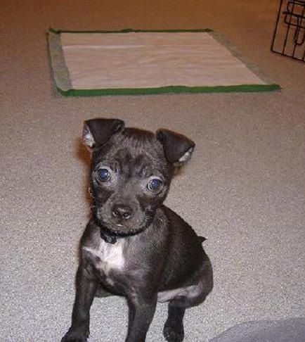 Mažas juodas šuniukas su balta krūtine ir didelėmis apvaliomis tamsiai rudomis akimis bei juoda nosimi, sėdintis ant kilimo priešais žalią ir baltą šlapintis.