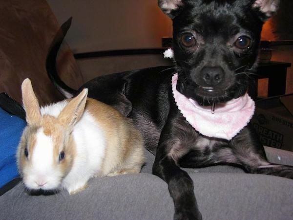 Anjing hitam kecil dengan mata coklat bulat besar memakai bandana merah jambu yang terletak di sebelah arnab berwarna putih dan putih.