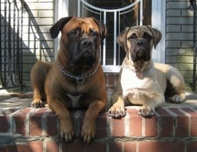 Izzy bulmastifas ir Sonny bulmastifo šuniukas, gulintis lauko plytų laiptų viršuje priešais namo duris