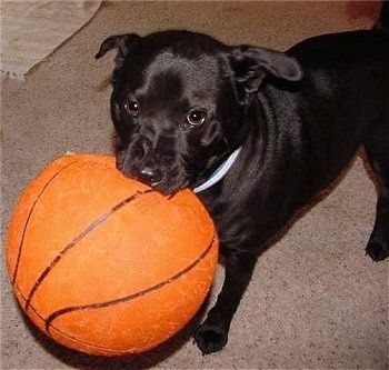 Thunder Dogg der schwarze Chabrador, der mit einem Basketball im Mund auf einem Teppich steht