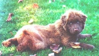 Gracie Chabrador ako šteniatko ležiace v tráve a pozerajúce sa na držiak fotoaparátu s niekoľkými spadnutými lístím, ktoré sú roztrúsené po okolí