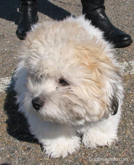 Поглед сприједа - Пахуљасти мекани густи премазни, жутосмеђи, бело-црни пас црног носа и тамних очију стоји на паркингу и гледа улево са особом у црним ципелама.