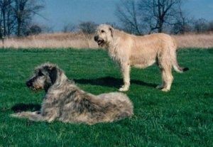 Warna cokelat dengan Irish Wolfhound berwarna hitam berdiri di kaki belakangnya dengan kaki depan di bahu seseorang. Anjingnya lebih tinggi daripada lelaki itu.