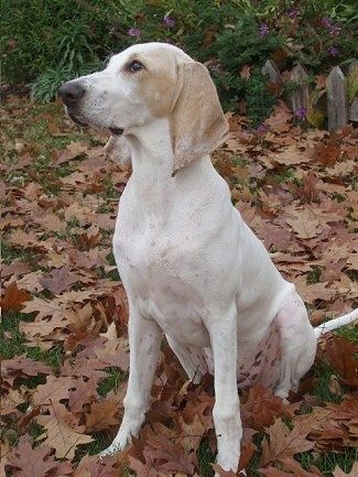 Pandangan sisi depan - Seekor anjing Porcelaine berwarna putih duduk di permukaan rumput dengan daun di sekelilingnya. Ia melihat ke kiri. Ia mempunyai telinga yang panjang.