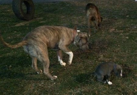Ruda su juodai balta bokserio nugara vaikšto po žolę. Mėlynos nosies pitbulterjeras žvelgia žemyn į mėlynos nosies amerikiečių patyčių duobės šuniuką, kuris kakoja žolėje.