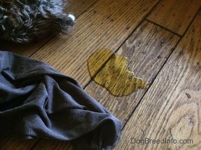 Šuo šlapinasi ant kietų medinių grindų. Jis skverbiasi į medžio plyšį ir yra šalia antklodės ir neryškaus žaislo.