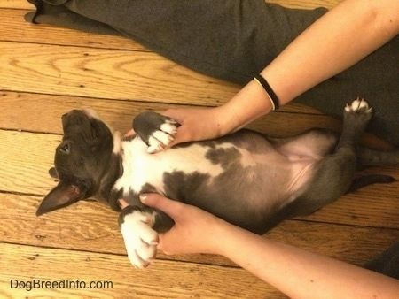 Asmuo turi rankas ant apversto amerikietiško patyčių duobės šuniuko šonų, laikydamas pilvą ant grindų.