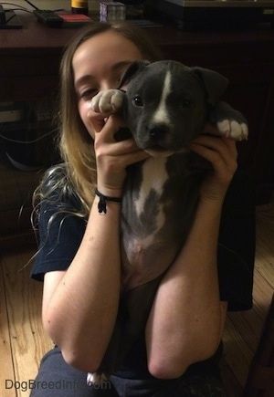 Šviesiaplaukė mergina už priekinių letenų laiko mėlyną nosį turinčio amerikietiško patyčios šuniuko šuniuką, apnuogindama šuniukų pilvą.