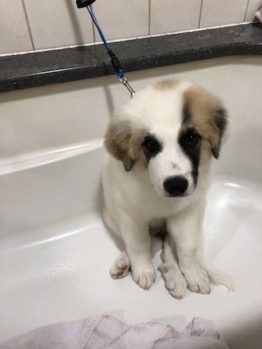 Didelės veislės šuniukas su baltu kūnu ir tamsiu įdegiu bei juodais pleistrais ant veido sėdi baltoje vonioje