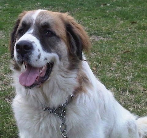 Nærbilde fra siden - En tykk belagt, stor rase hvit med brun og svart Saint Pyrenees hund sitter i gresset og ser opp og til venstre. Munnen er åpen og tungen er ute. Hunden har på seg en choke-krage.