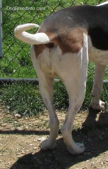 Stražnja strana beaglea koji stoji na nečistoći i ispred ograde lanca