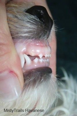 Närbild Vänster profil - en hunds tänder. Hunden