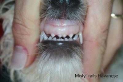 Närbild framifrån - en person som exponerar tänderna på en hund. Hunden