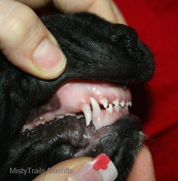 Вид сбоку человека, обнажающего зубы собаки. Собака