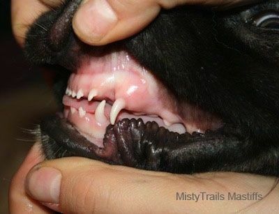 Nærbilde riktig profil - en person som avslører tennene til en hund, hunden
