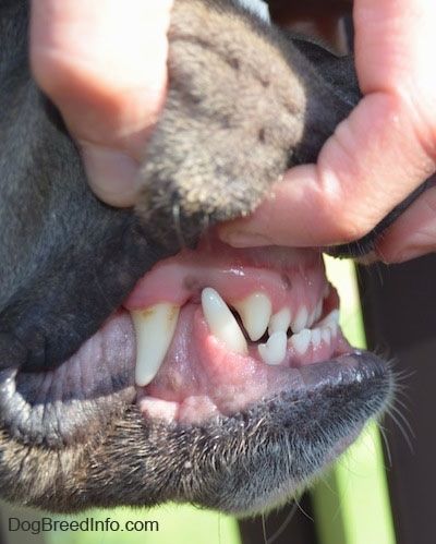 Close Up - บุคคลที่เปิดเผยส่วนล่างเล็กน้อยของสุนัขโดยดึงริมฝีปากบนขึ้น