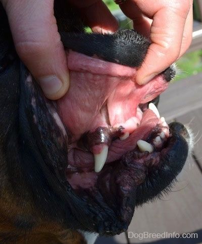 Close Up - Een persoon die de grote onderbeet van een hond blootlegt door de hond omhoog te trekken