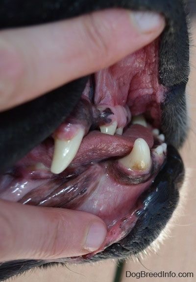 Närbild - En person som drar upp en hunds läppar för att visa den allvarliga underbiten