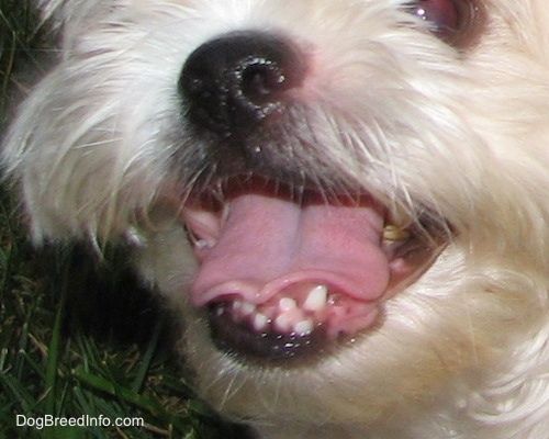 Zblízka - pes s křivými spodními zuby