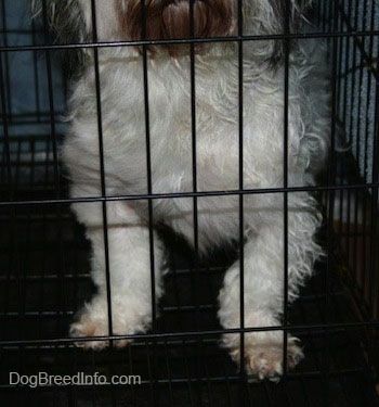 Τα μπροστινά πόδια ενός σκύλου μέσα σε ένα κλουβί σκύλου