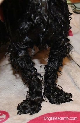 Sprednje noge mokrega psa, ki stoji na brisači