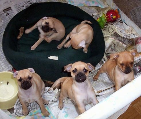 पांच कार्लिन पिंसर पिल्लों के बीच में एक कुत्ते के बिस्तर के साथ एक घरघराहट क्षेत्र में समाचार पत्रों के एक समूह के शीर्ष पर एक कलम में हैं