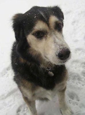 Seekor anjing Goberian berwarna hitam dan putih duduk di luar salji dengan salji di seluruh mukanya.