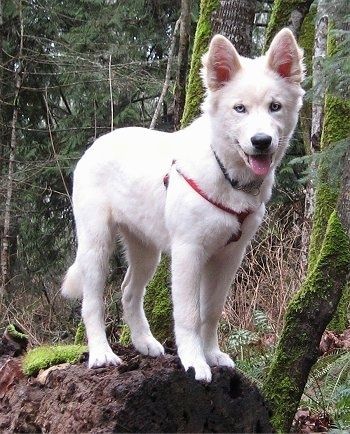Anak anjing Goberian putih bermata biru memakai abah-abah berwarna merah berdiri di atas kayu di sebelah pokok berlumut