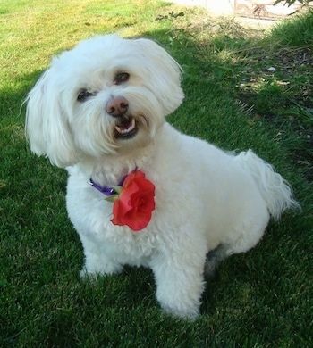Um cachorrinho Havachon branco está sentado na grama. Sua cabeça está inclinada para a esquerda com uma flor rosa vermelha presa ao colar