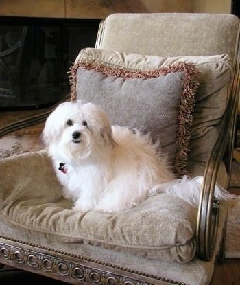 Хавашон сидит в коричневом причудливом кресле перед коричневой подушкой и смотрит вперед.