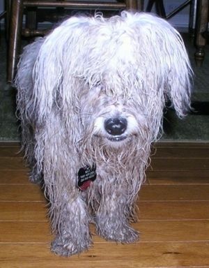 En langhåret hvid våd og mudret Havachon står på et trægulv